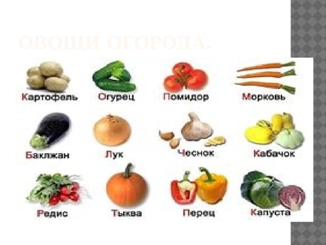 Овощи огорода. 