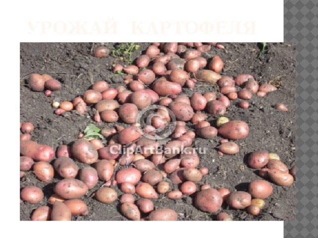 Урожай картофеля 