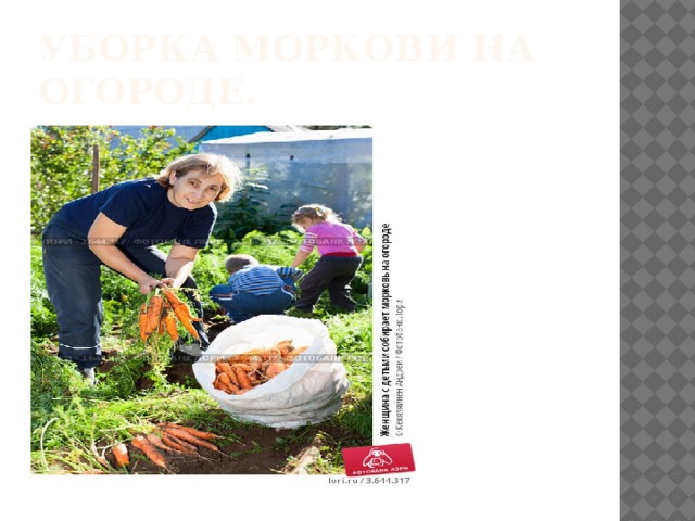 Уборка моркови на огороде. 
