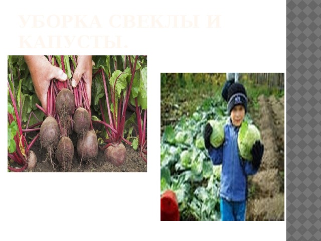 Уборка свеклы и капусты. 