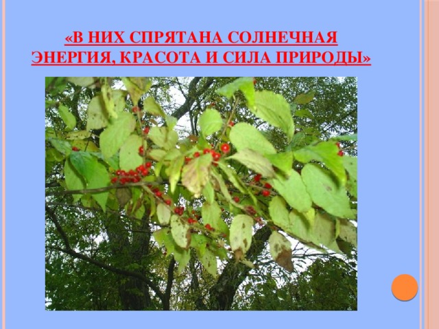 «В них спрятана солнечная энергия, красота и сила природы» 