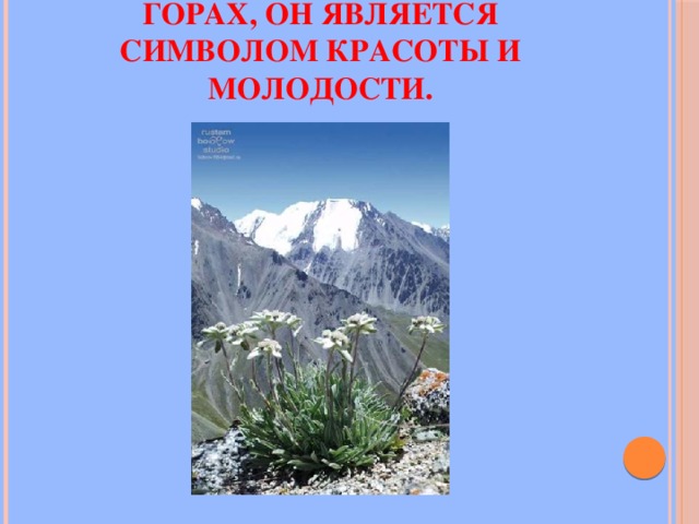 эдельвейс растет высоко в горах, он является символом красоты и молодости. 