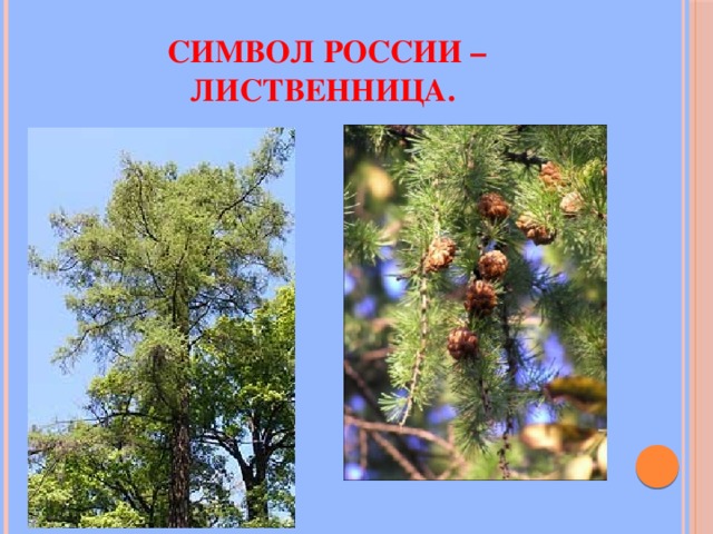 Символ России – лиственница. 