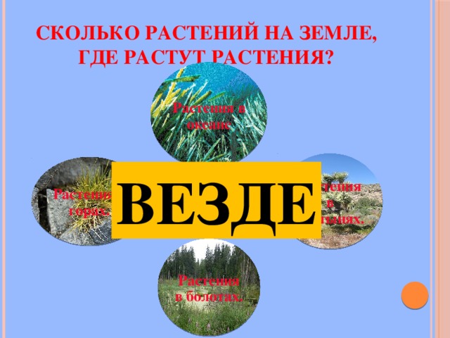 Сколько растений на Земле, где растут растения? Растения в океане Растения в пустынях. Растения в горах. ВЕЗДЕ Более 350 тысяч Растения в болотах. 