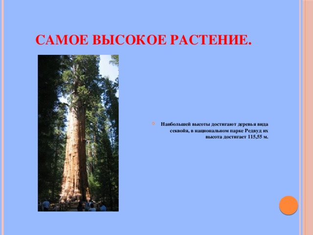Самое высокое растение. Наибольшей высоты достигают деревья вида секвойя, в национальном парке Редвуд их высота достигает 115,55 м.   