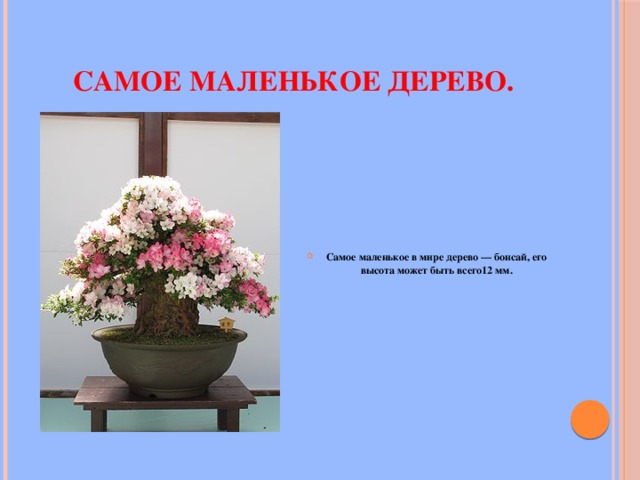 Самое маленькое дерево. Самое маленькое в мире дерево — бонсай, его высота может быть всего12 мм. 