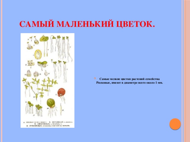 Самый маленький цветок. Самые мелкие цветки растений семейства Рясковые, имеют в диаметре всего около 1 мм. 