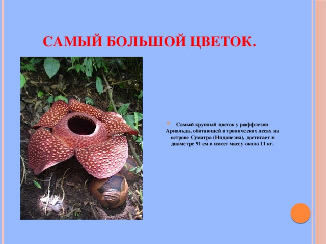 Самый большой цветок. Самый крупный цветок у раффлезии Арнольда, обитающей в тропических лесах на острове Суматра (Индонезия), достигает в диаметре 91 см и имеет массу около 11 кг. 