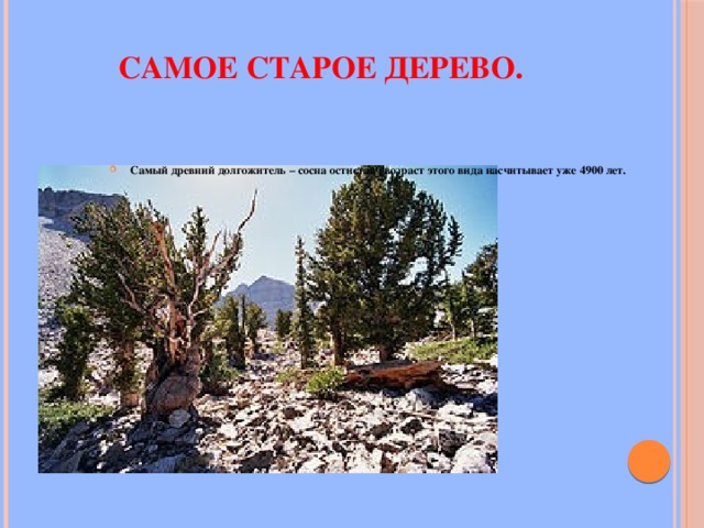 Самое старое дерево. Самый древний долгожитель – сосна остистая , возраст этого вида насчитывает уже 4900 лет. 