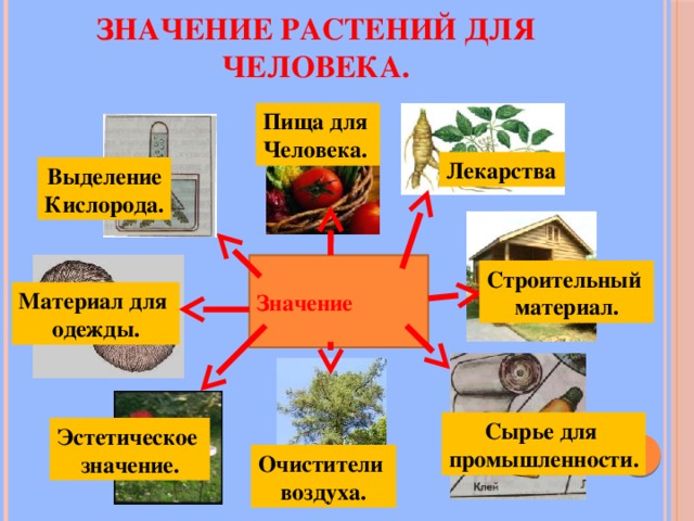 Значение растений для человека. Пища для Человека. Лекарства Выделение Кислорода. Значение Строительный материал. Материал для одежды. Сырье для промышленности. Эстетическое значение. Очистители воздуха. 