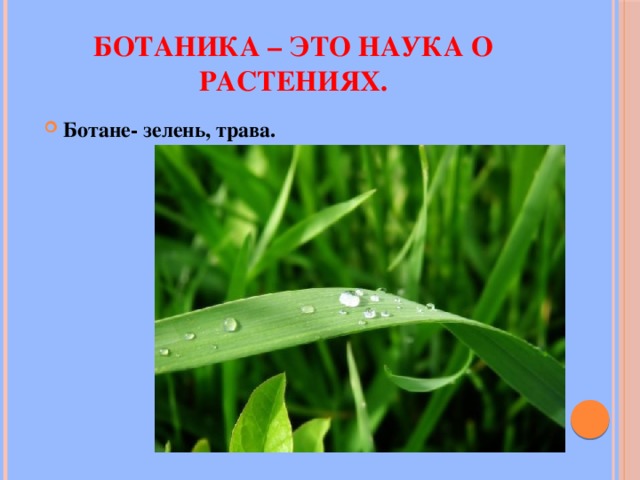 Ботаника – это наука о растениях. Ботане- зелень, трава.   