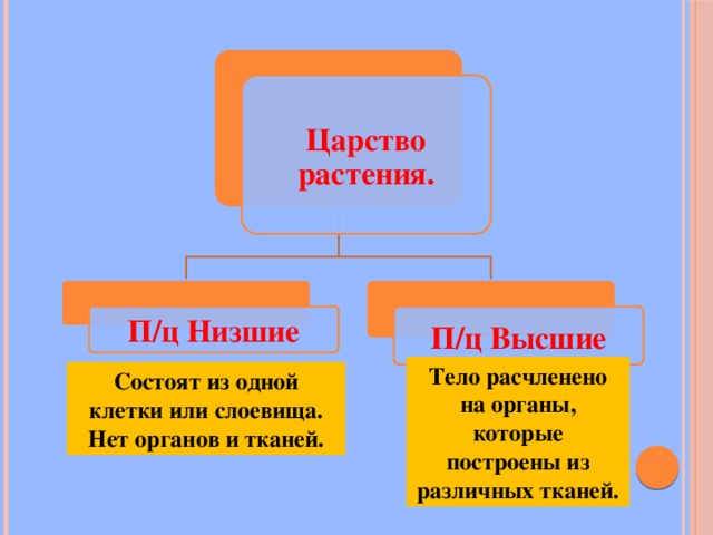 Царство растения. П/ц Низшие П/ц Высшие Тело расчленено на органы, которые построены из различных тканей. Состоят из одной клетки или слоевища. Нет органов и тканей. 