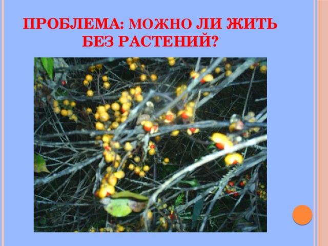 Проблема: можно ли жить без растений? 