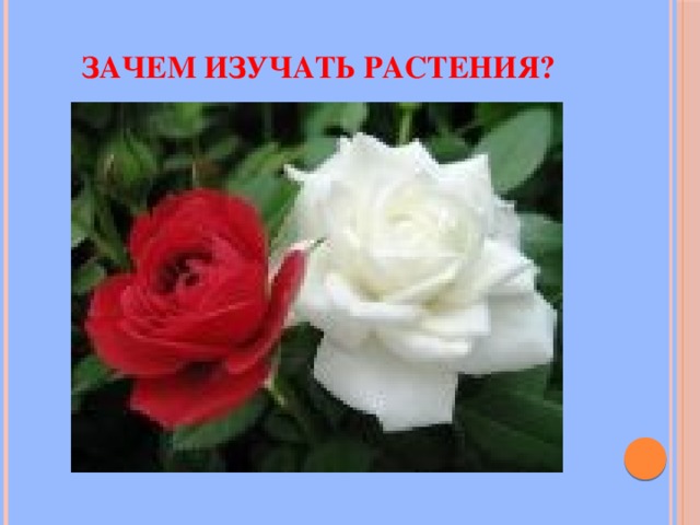 Зачем изучать растения? 