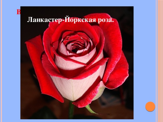 Война алой и белой розы в Англии. Ланкастер-Йоркская роза. 