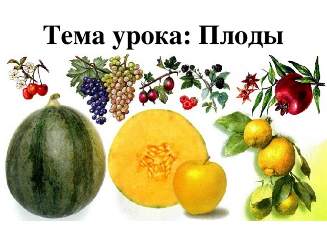 Тема урока: Плоды 