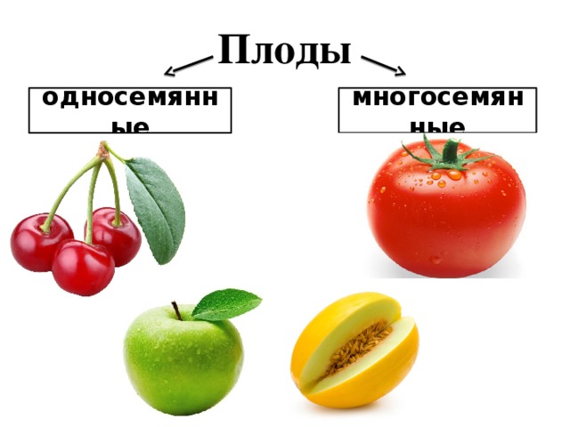 Плоды односемянные многосемянные 