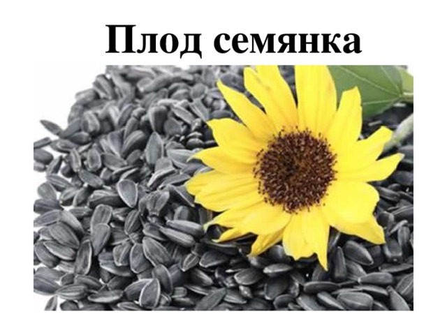 Плод семянка 