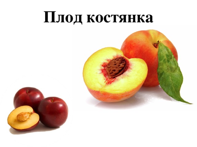 Плод костянка 