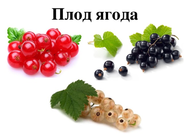 Плод ягода 