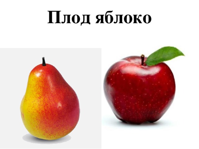 Плод яблоко 