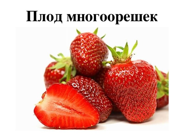 Плод многоорешек 