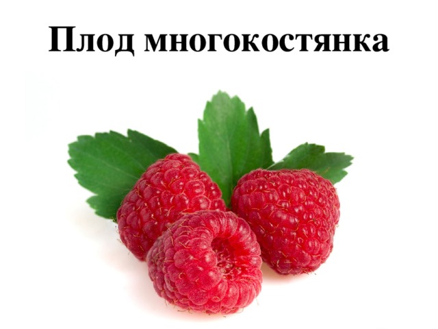 Плод многокостянка 