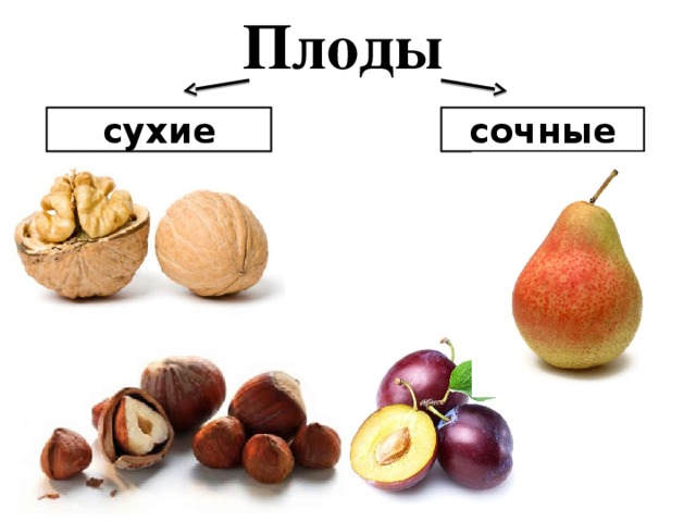 Плоды сухие сочные 