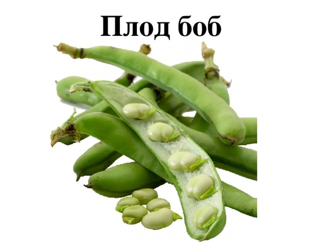 Плод боб 