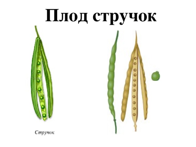 Плод стручок 