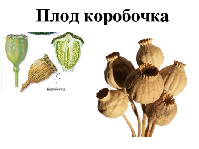 Плод коробочка 