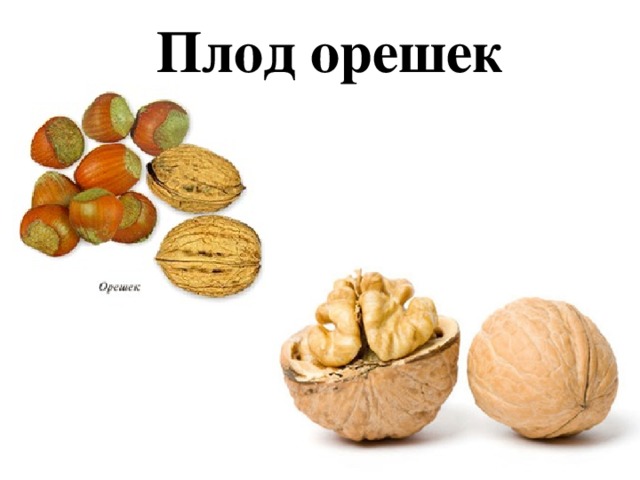 Плод орешек 