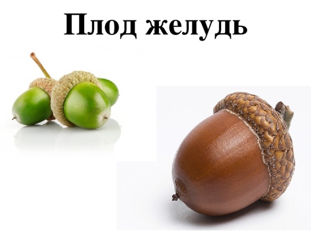 Плод желудь 