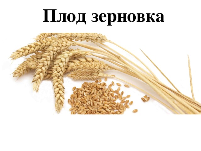 Плод зерновка 