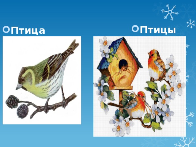 Птицы Птица 