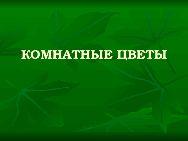 КОМНАТНЫЕ ЦВЕТЫ  