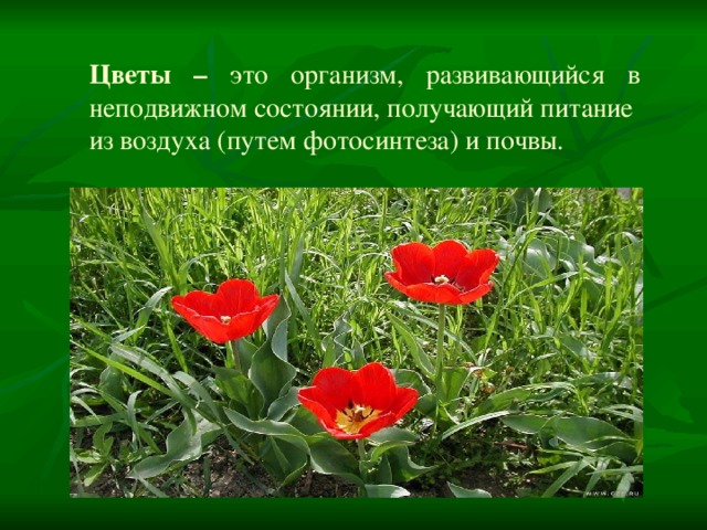 Цветы – это организм, развивающийся в неподвижном состоянии, получающий питание из воздуха (путем фотосинтеза) и почвы. 