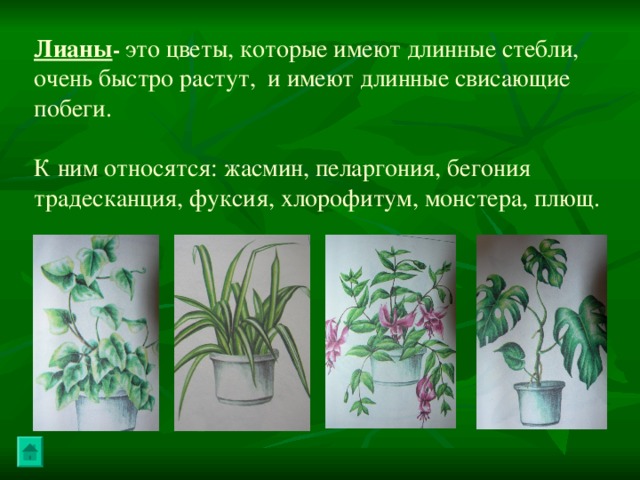 Лианы - это цветы, которые имеют длинные стебли, очень быстро растут, и имеют длинные свисающие побеги. К ним относятся: жасмин, пеларгония, бегония традесканция, фуксия, хлорофитум, монстера, плющ. 
