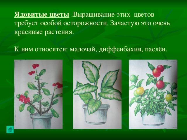 Ядовитые цветы .Выращивание этих цветов требует особой осторожности. Зачастую это очень красивые растения. К ним относятся: малочай, диффенбахия, паслён. 