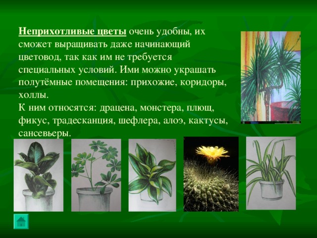 Неприхотливые цветы очень удобны, их сможет выращивать даже начинающий цветовод, так как им не требуется специальных условий. Ими можно украшать полутёмные помещения: прихожие, коридоры, холлы. К ним относятся: драцена, монстера, плющ, фикус, традесканция, шефлера, алоэ, кактусы, сансевьеры. 