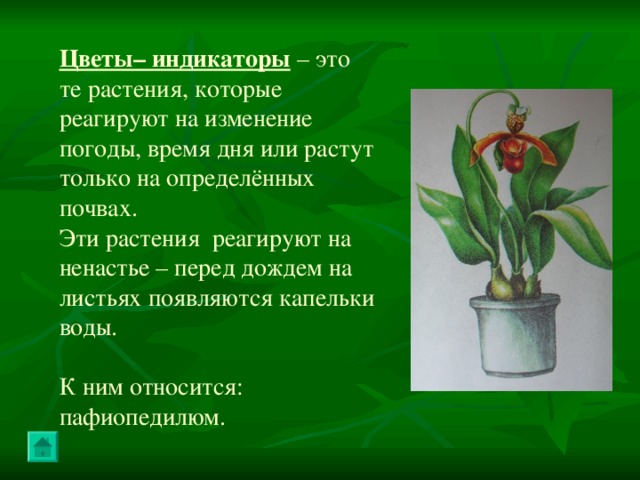 Цветы– индикаторы – это те растения, которые реагируют на изменение погоды, время дня или растут только на определённых почвах. Эти растения реагируют на ненастье – перед дождем на листьях появляются капельки воды. К ним относится: пафиопедилюм. 