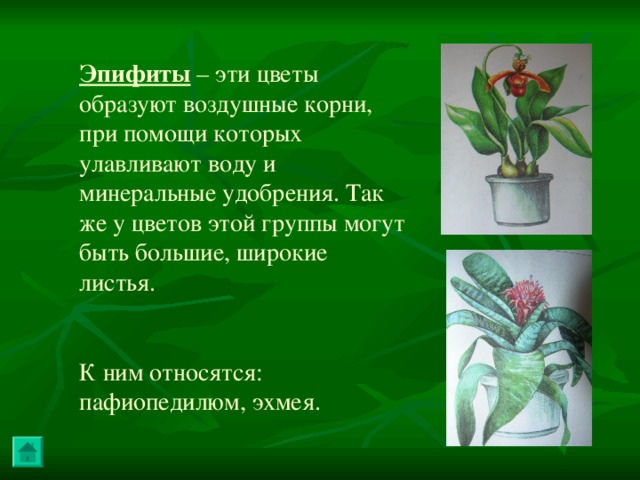 Эпифиты – эти цветы образуют воздушные корни, при помощи которых улавливают воду и минеральные удобрения. Так же у цветов этой группы могут быть большие, широкие листья. К ним относятся: пафиопедилюм, эхмея. 