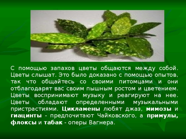 С помощью запахов цветы общаются между собой. Цветы слышат. Это было доказано с помощью опытов, так что общайтесь со своими питомцами и они отблагодарят вас своим пышным ростом и цветением. Цветы воспринимают музыку и реагируют на нее. Цветы обладают определенными музыкальными пристрастиями. Цикламены любят джаз, мимозы и гиацинты - предпочитают Чайковского, а примулы, флоксы и табак - оперы Вагнера. 