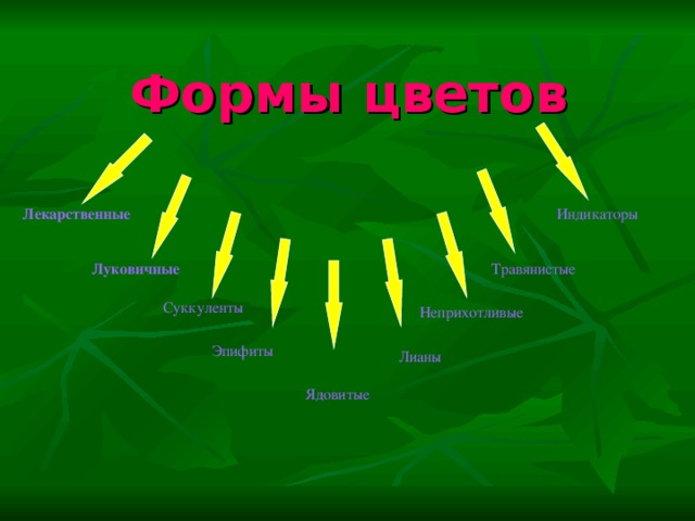 Формы цветов Индикаторы Лекарственные Травянистые Луковичные Суккуленты Неприхотливые Эпифиты Лианы Ядовитые 