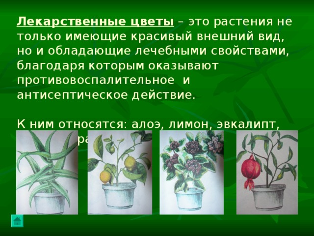 Лекарственные цветы – это растения не только имеющие красивый внешний вид, но и обладающие лечебными свойствами, благодаря которым оказывают противовоспалительное и антисептическое действие. К ним относятся: алоэ, лимон, эвкалипт, калина, гранат.  