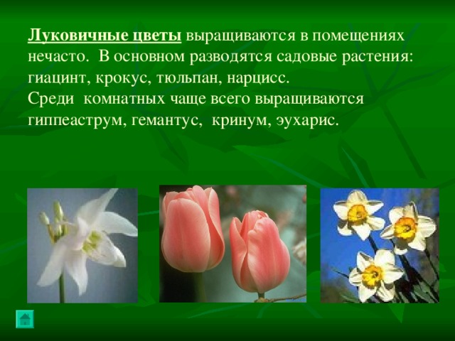 Луковичные цветы  выращиваются в помещениях нечасто. В основном разводятся садовые растения: гиацинт, крокус, тюльпан, нарцисс. Среди комнатных чаще всего выращиваются гиппеаструм, гемантус, кринум, эухарис. 