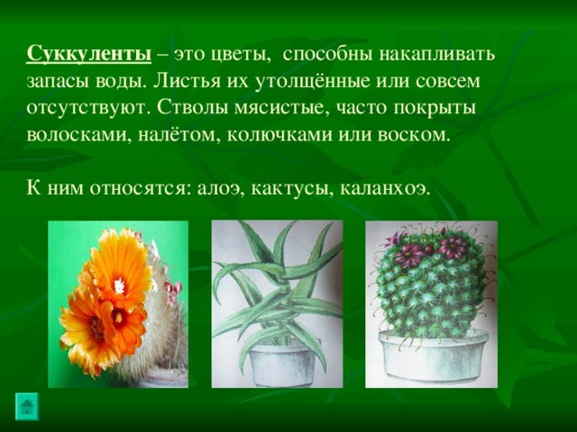 Суккуленты – это цветы, способны накапливать запасы воды. Листья их утолщённые или совсем отсутствуют. Стволы мясистые, часто покрыты волосками, налётом, колючками или воском. К ним относятся: алоэ, кактусы, каланхоэ. 