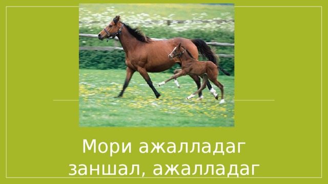 Мори ажалладаг заншал, ажалладаг х ʏнʏʏд. 