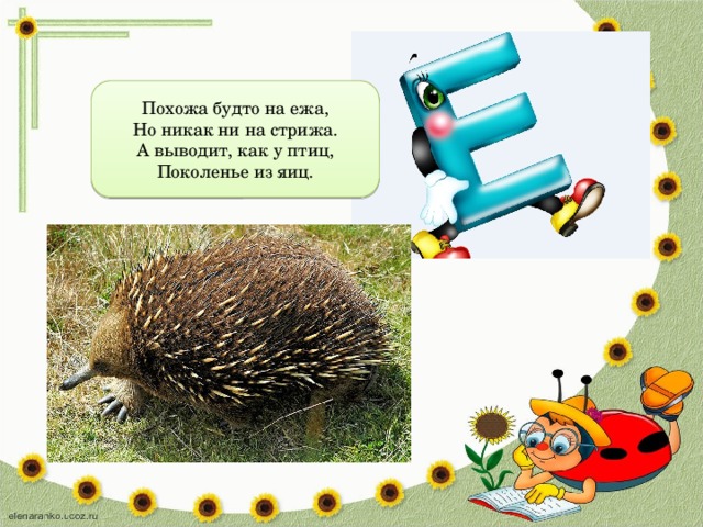 Похожа будто на ежа,  Но никак ни на стрижа.  А выводит, как у птиц,  Поколенье из яиц. 