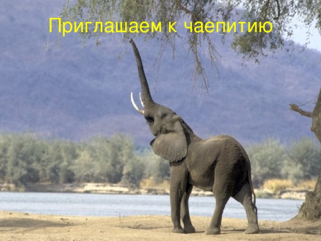 Приглашаем к чаепитию 